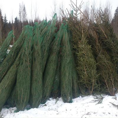 Живые елки оптом Пермский питомник