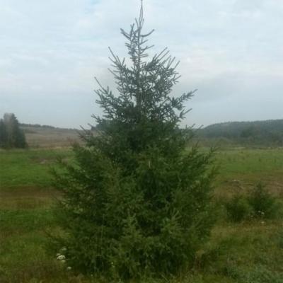 Живые елки оптом